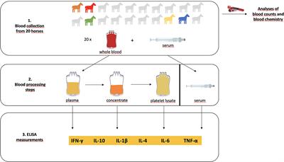 Cytokines in equine platelet lysate and related blood products